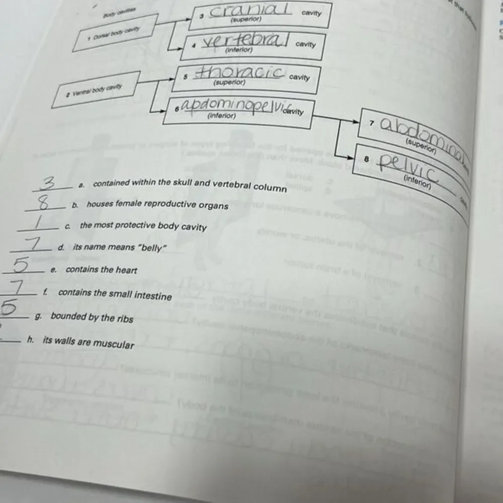 Anatomy and Physiology, Volume 1 (BSC2085‎ )